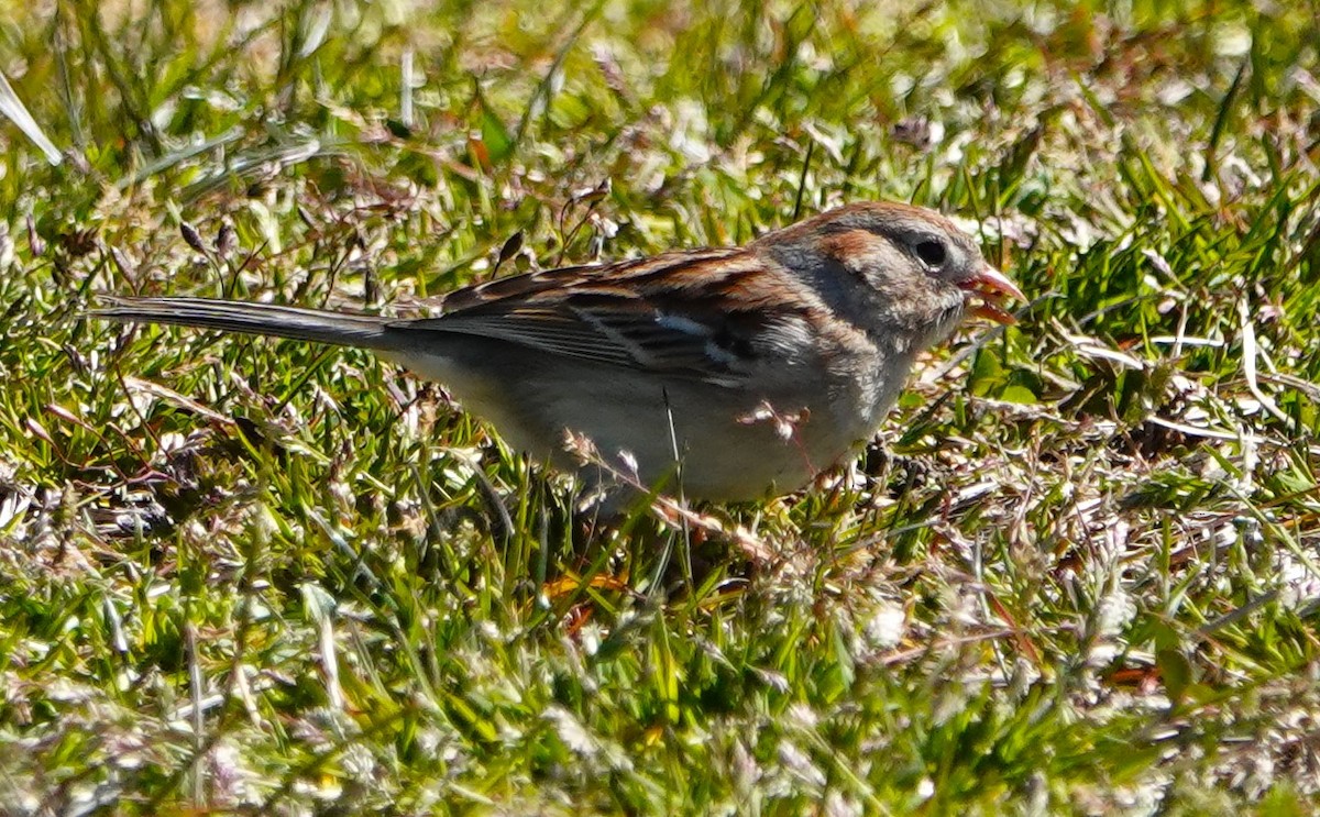 Field Sparrow - ML617986528