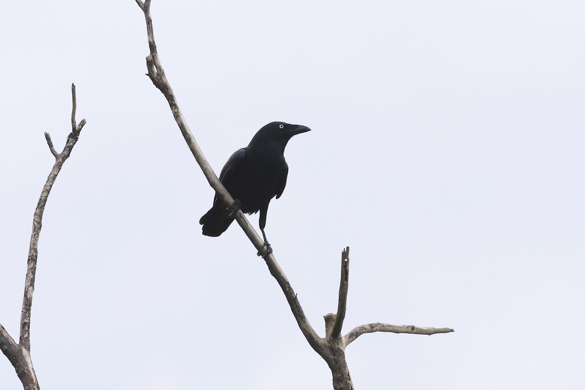 Torresian Crow - ML617986566