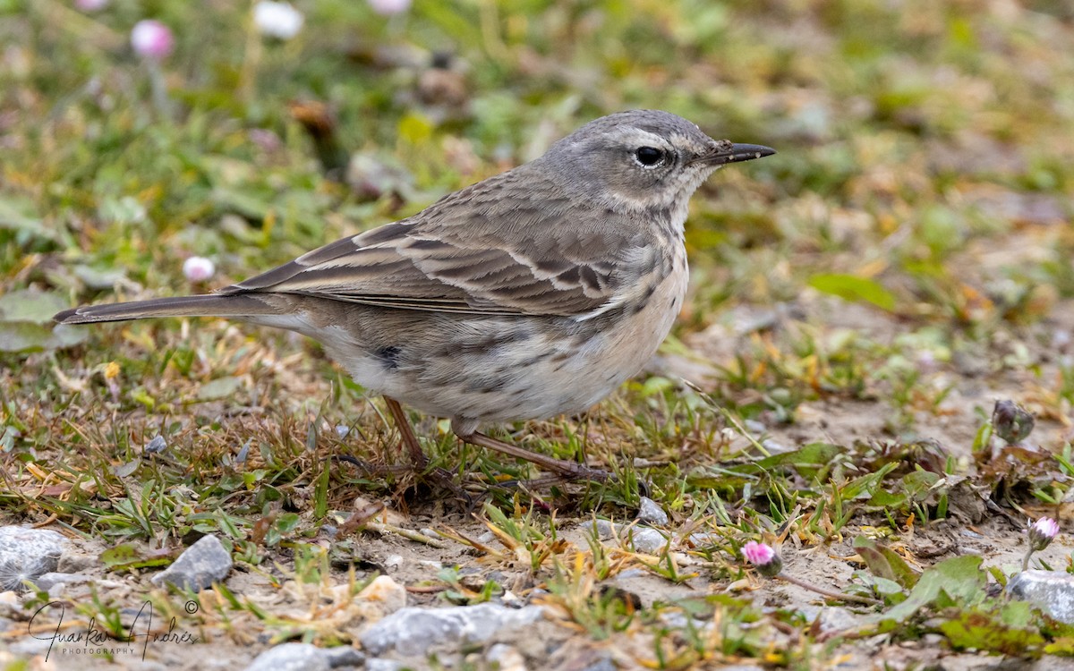 Water Pipit - ML617986580