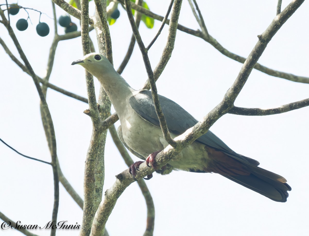 Island Imperial-Pigeon - ML617986590