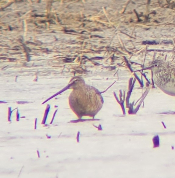 Long-billed Dowitcher - ML617986596