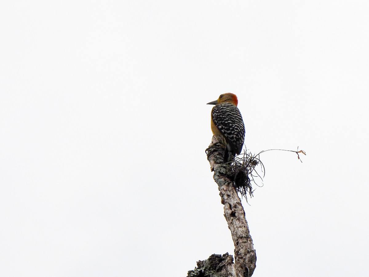 Red-crowned Woodpecker - ML617986599
