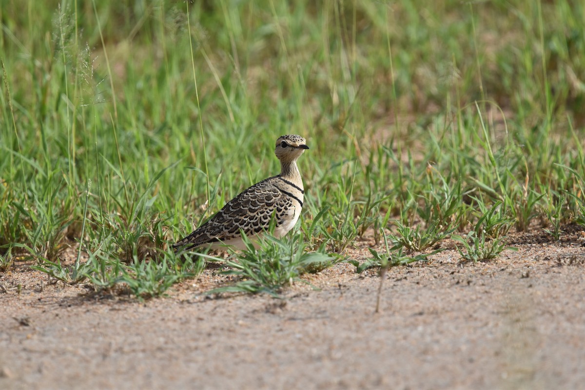 Double-banded Courser - ML617986643