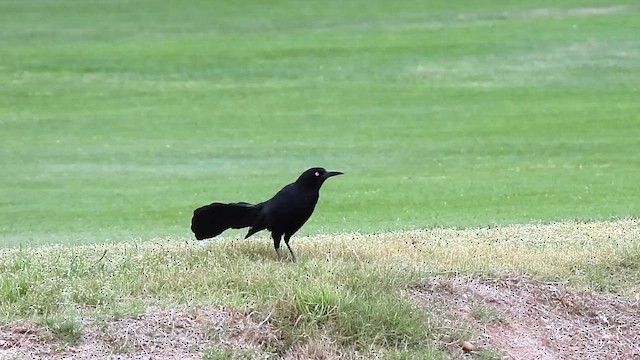 Great-tailed Grackle - ML617986652