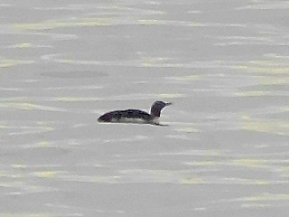 Red-throated Loon - ML617986674