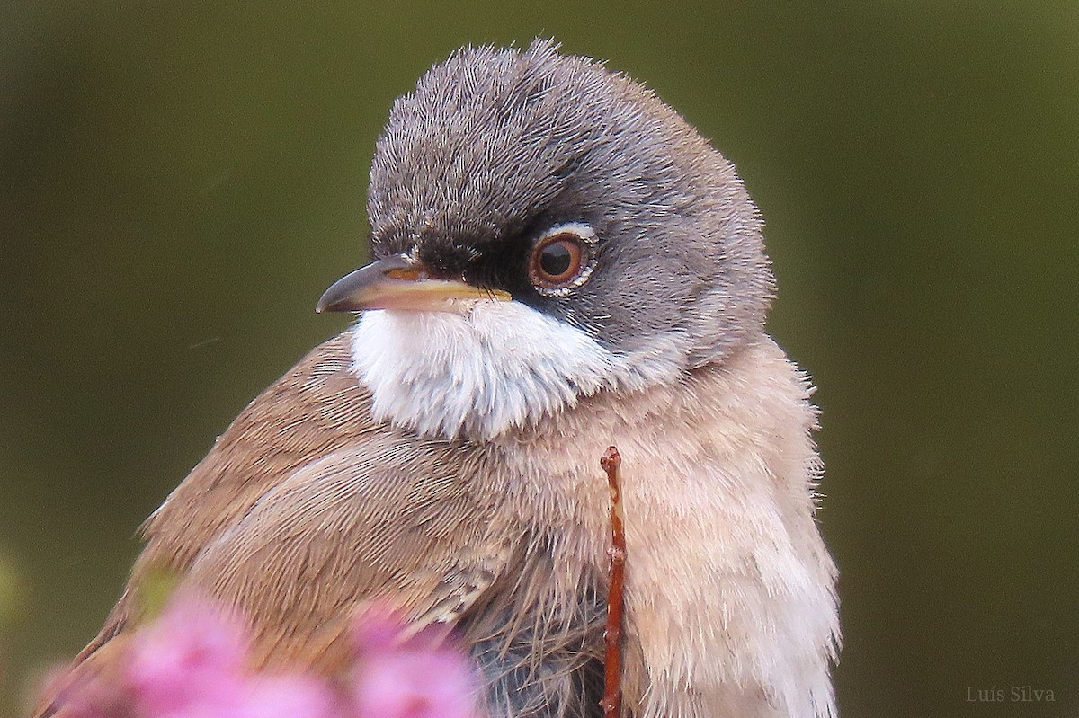 Spectacled Warbler - ML617986686