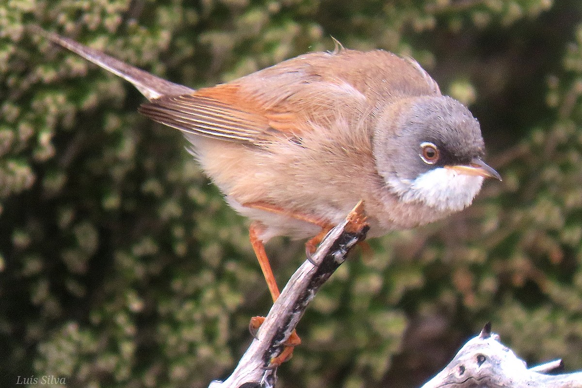 Spectacled Warbler - ML617986689