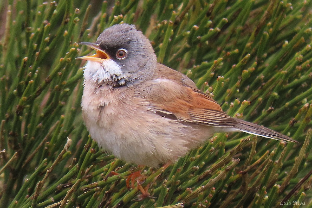 Spectacled Warbler - ML617986690