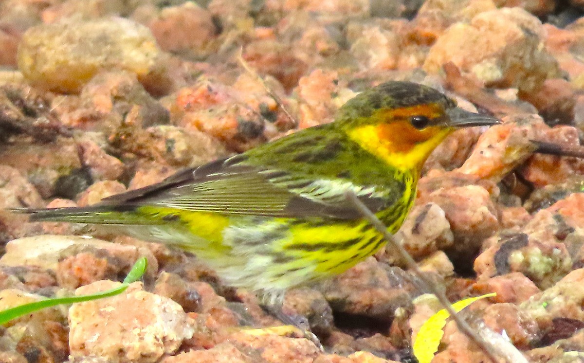 Cape May Warbler - ML617986737