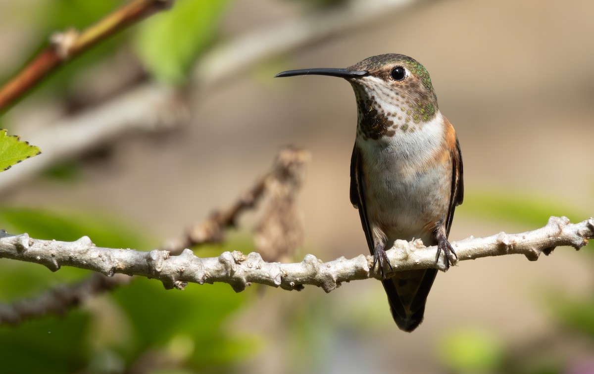Allen's Hummingbird - Adi Rao