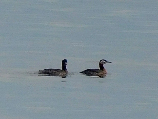 Red-necked Grebe - ML617986810
