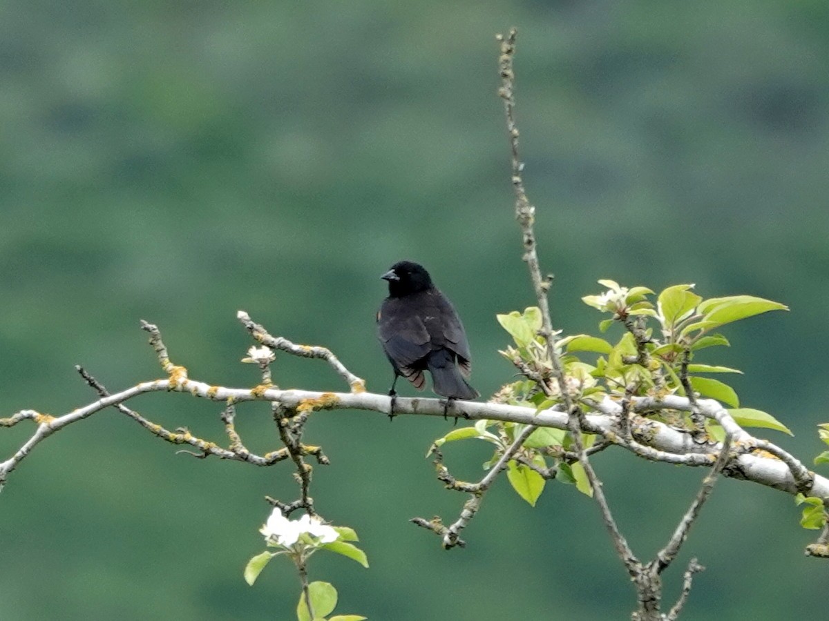 Red-winged Blackbird - Norman Uyeda