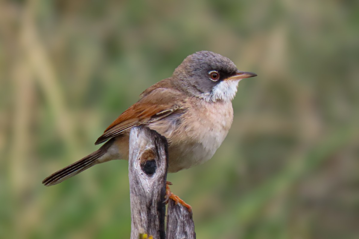 Spectacled Warbler - ML617986825