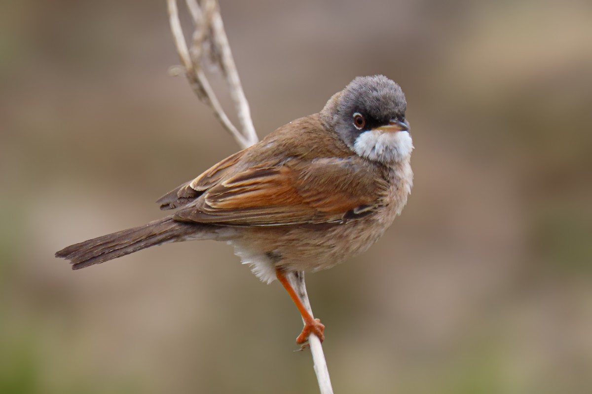 Spectacled Warbler - ML617986826