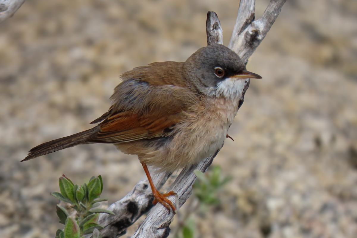 Spectacled Warbler - ML617986827