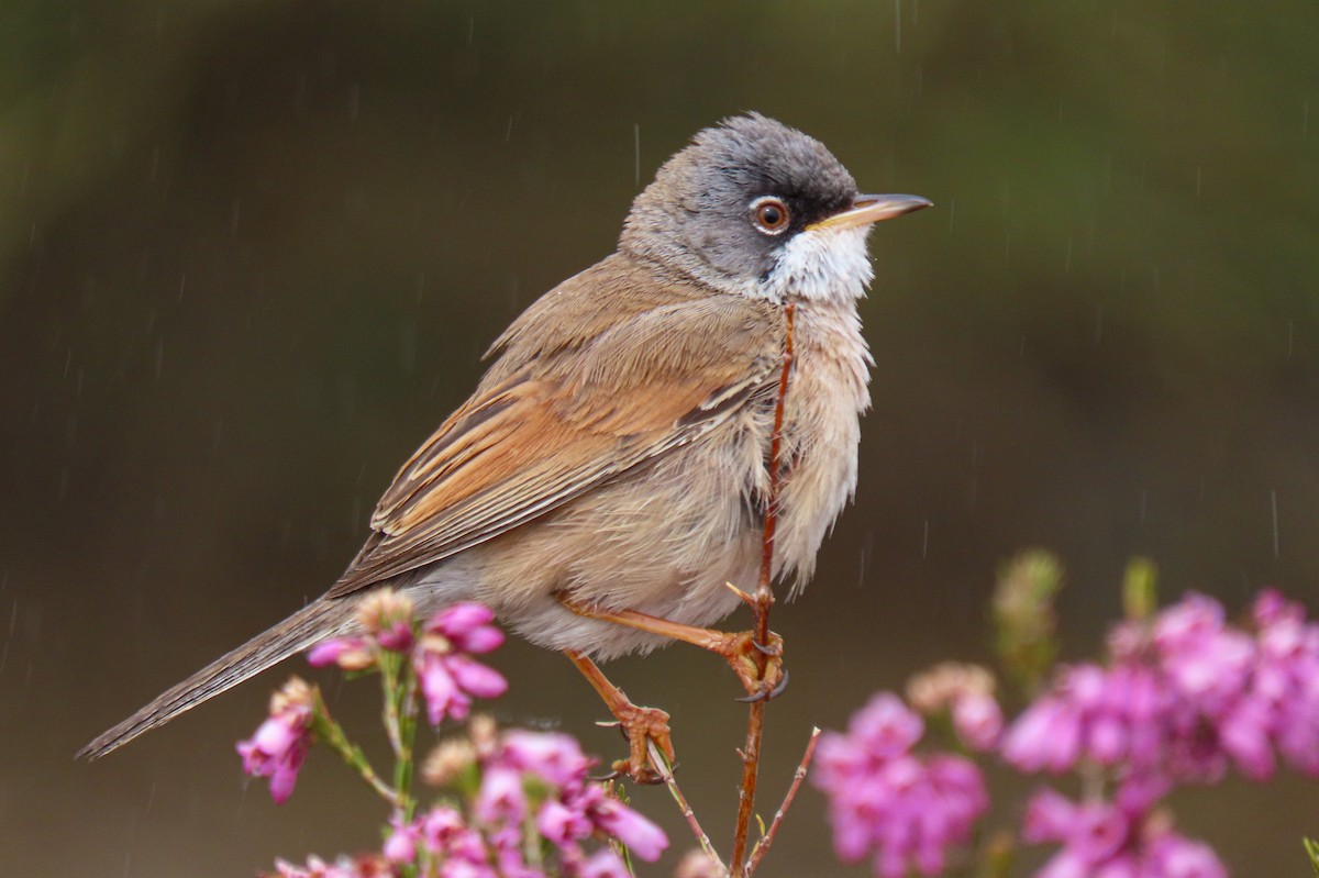 Spectacled Warbler - ML617986832