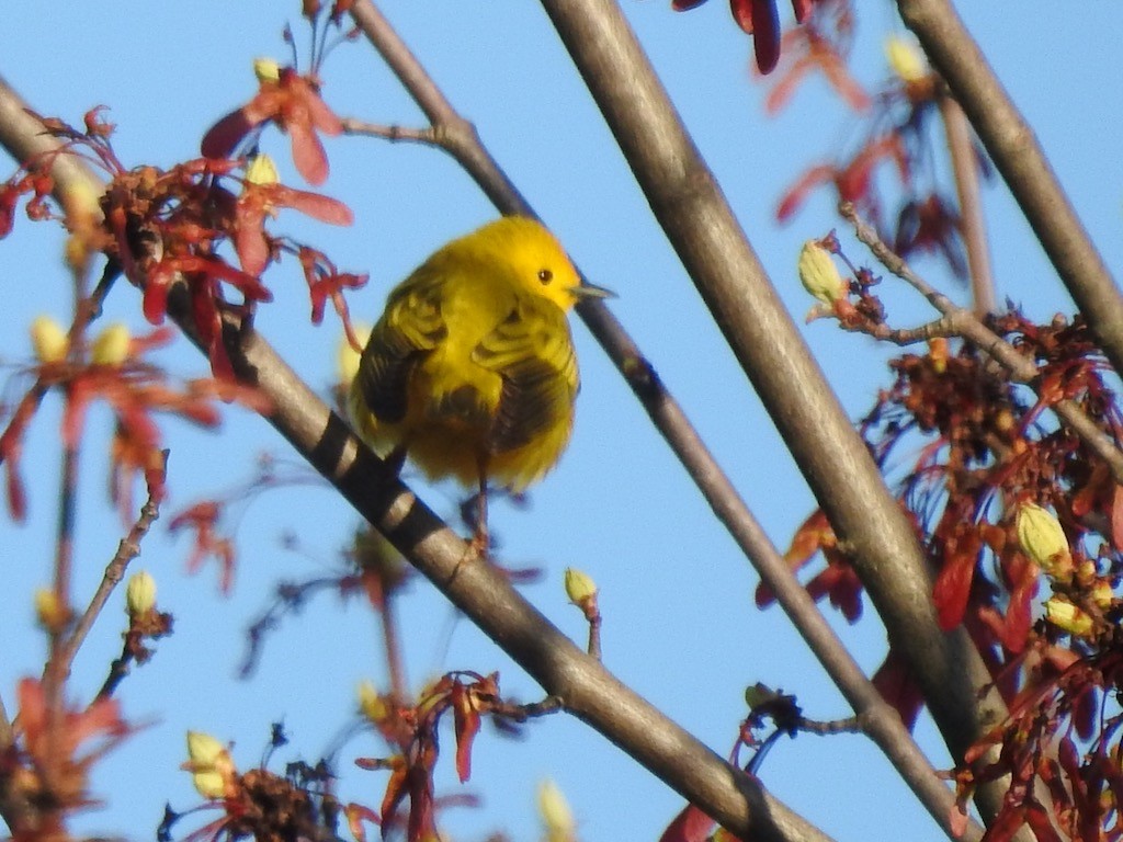 Yellow Warbler - Mary  McMahon