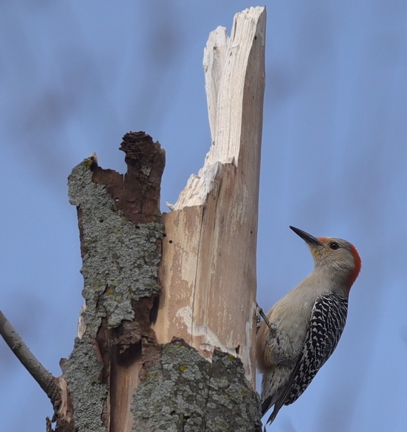 Red-bellied Woodpecker - ML617986865