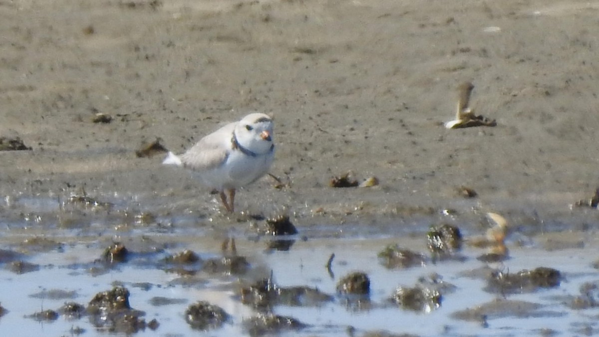 Piping Plover - ML617986869