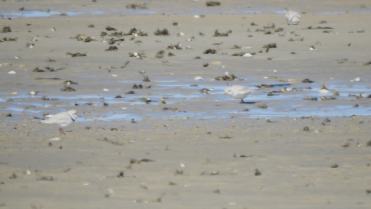 Piping Plover - ML617986870