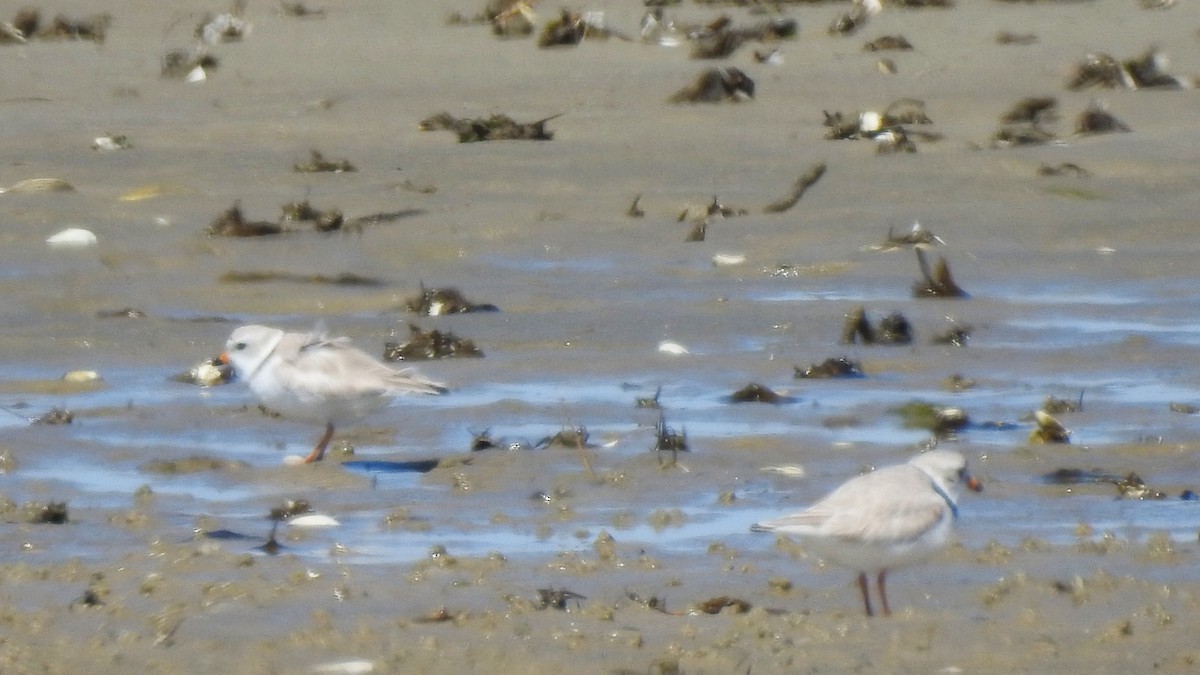Piping Plover - ML617986871