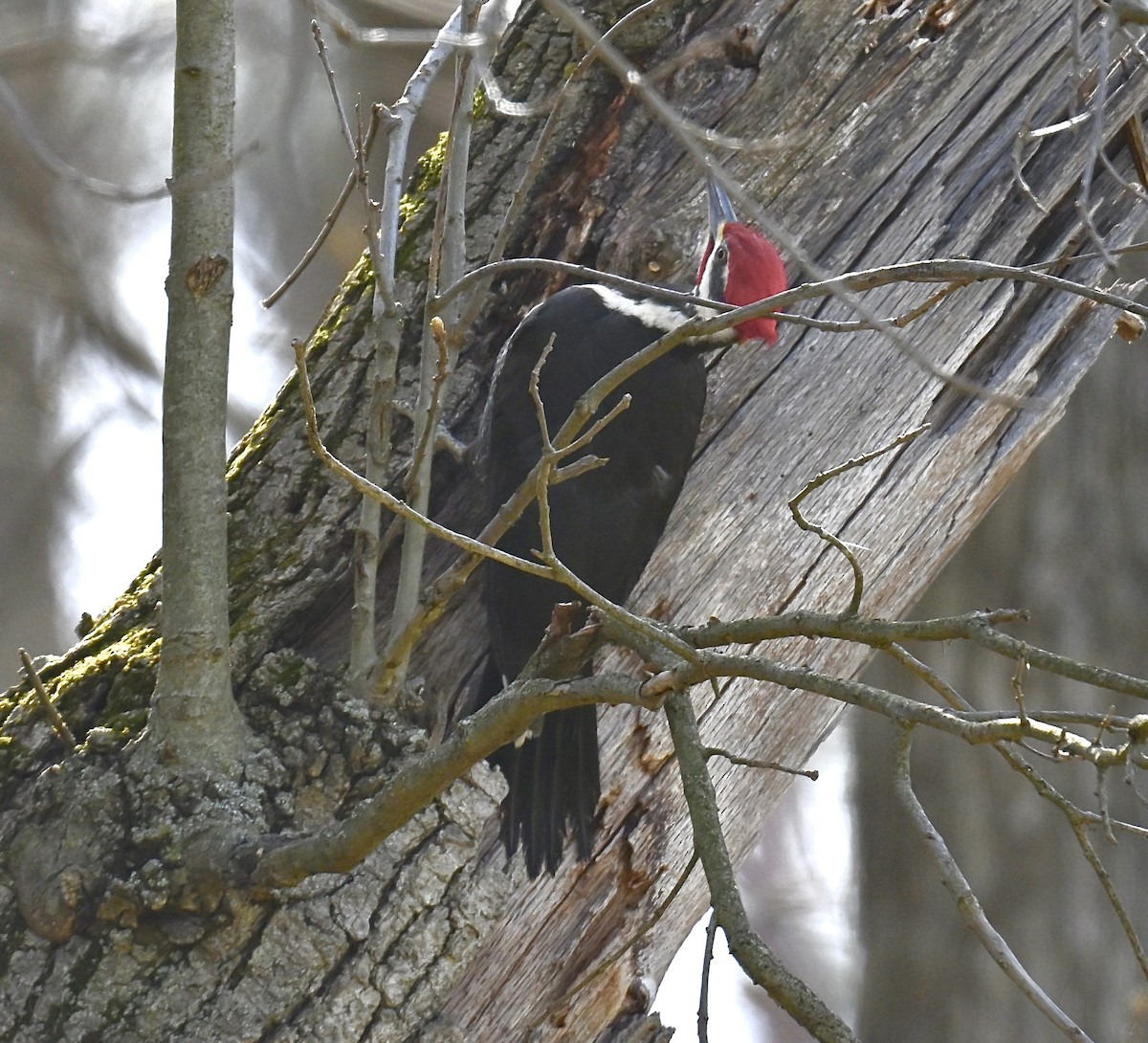 Pileated Woodpecker - ML617986882