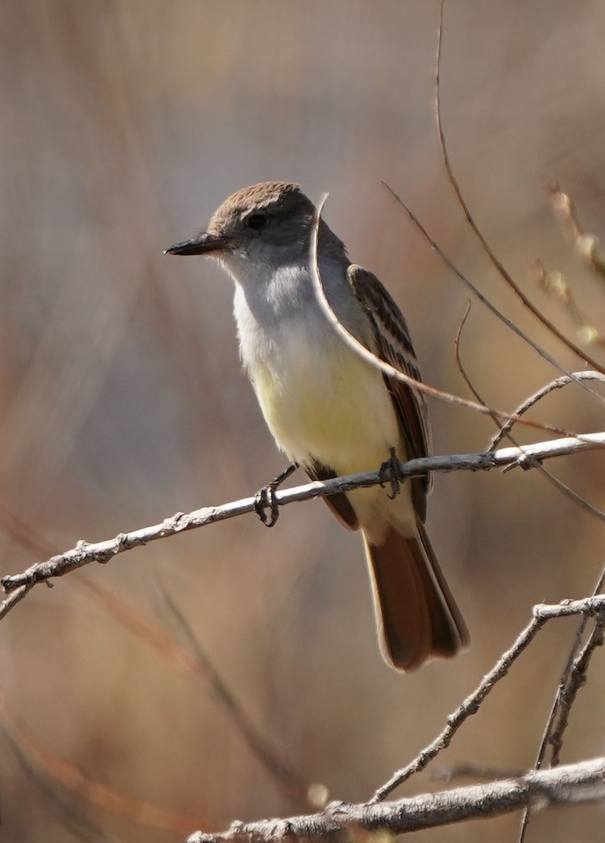Ash-throated Flycatcher - Cathy Sheeter