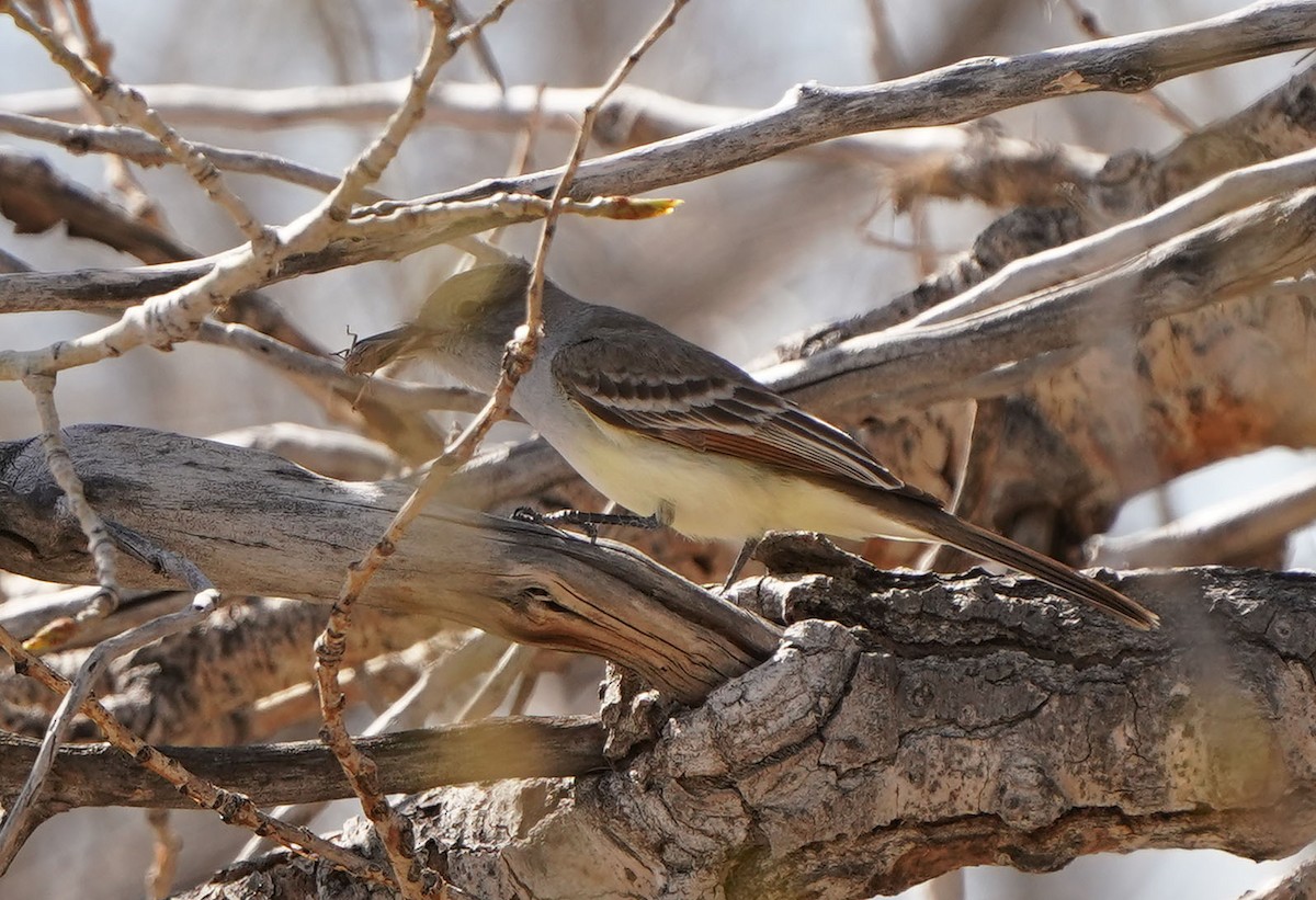 Ash-throated Flycatcher - Cathy Sheeter