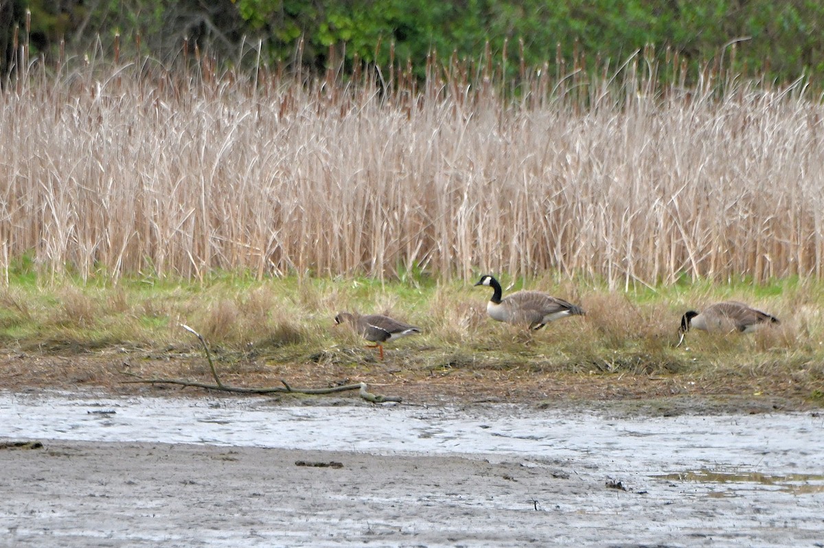Greater White-fronted Goose (Western) - ML617986962