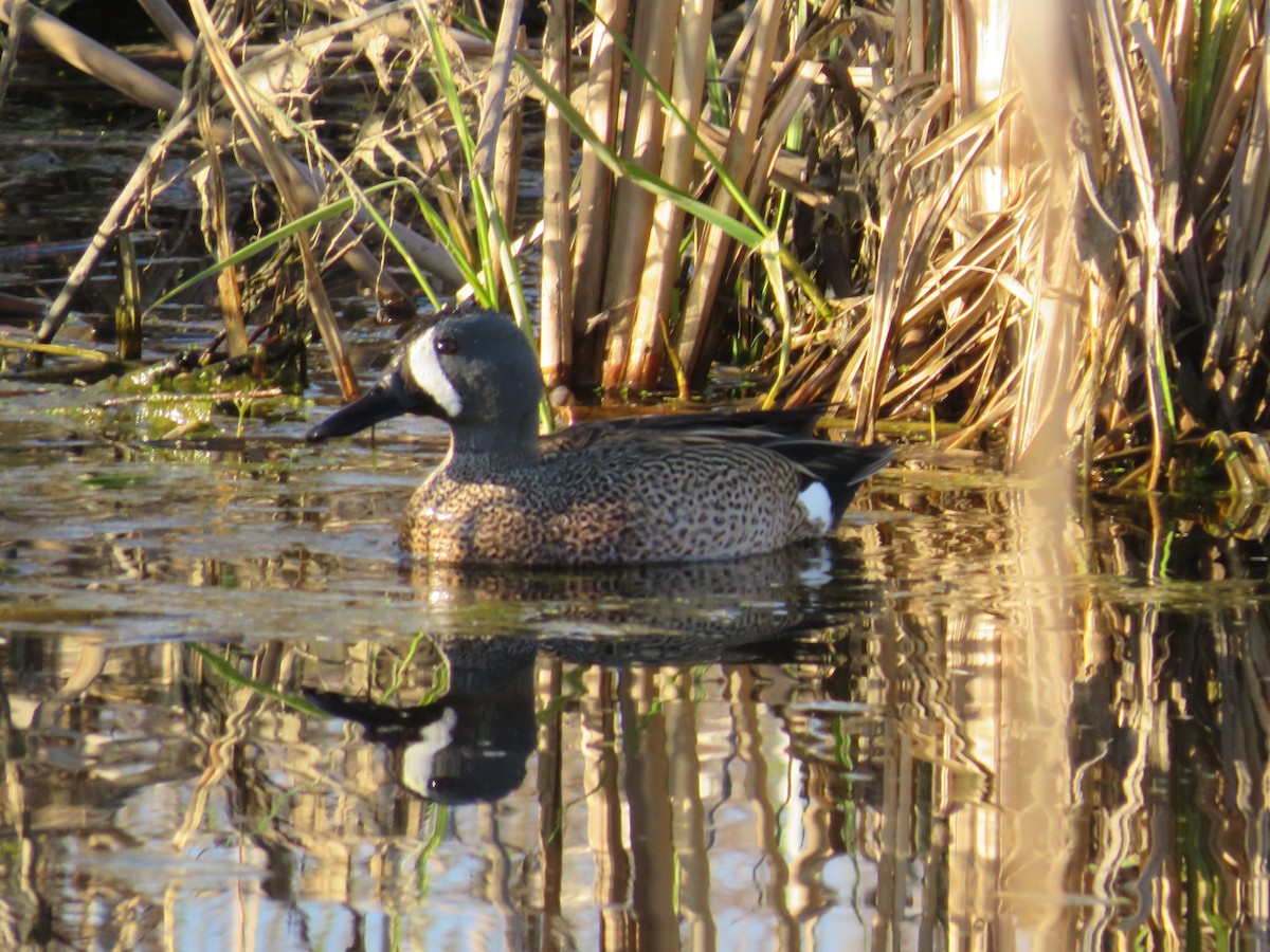 Blue-winged Teal - ML617986968