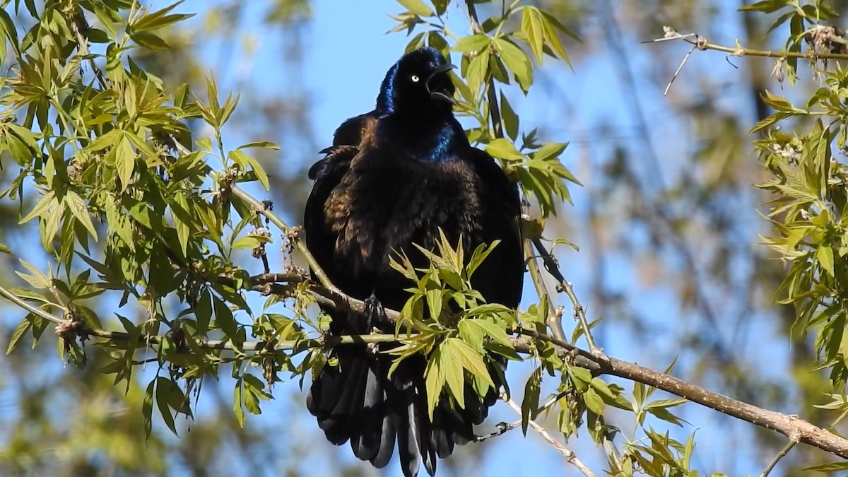 Common Grackle - Mary  McMahon