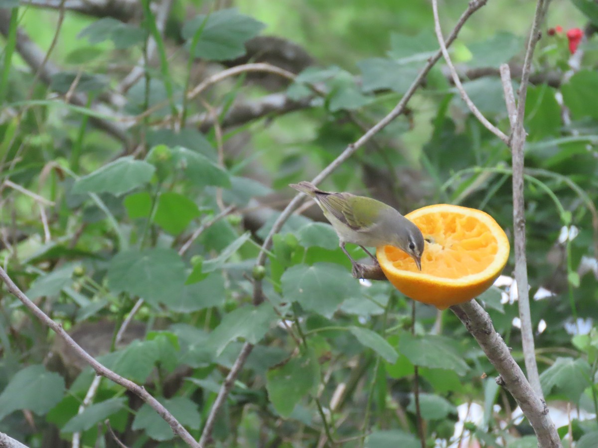 Tennessee Warbler - Maia Ginsburg