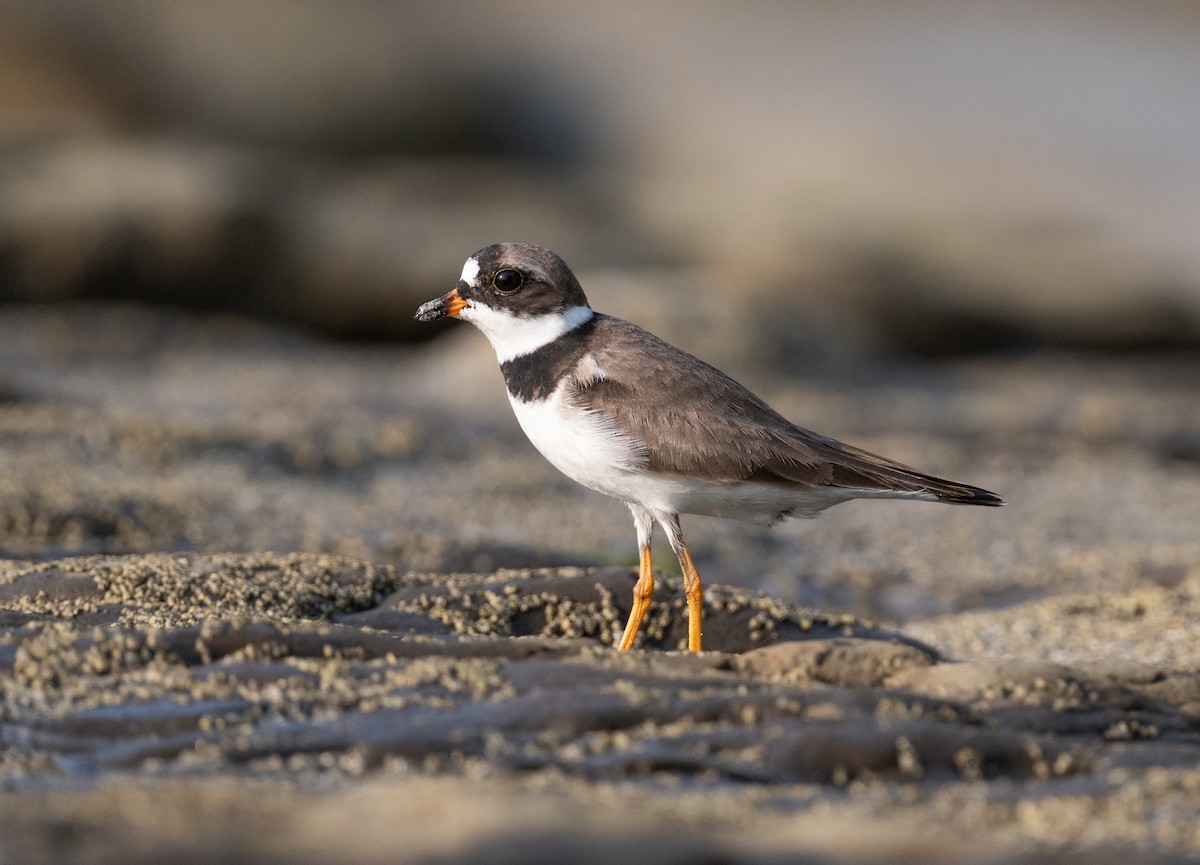 Semipalmated Plover - ML617987014