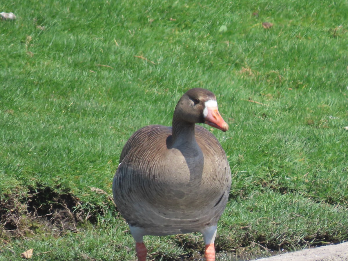 Greater White-fronted Goose - ML617987037
