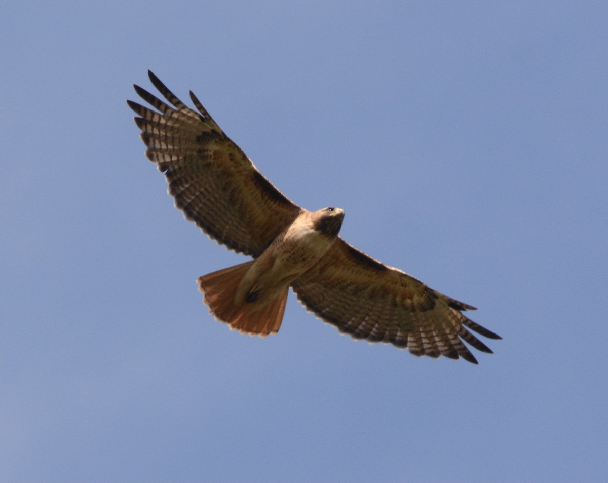 Red-tailed Hawk - Jim Margitan
