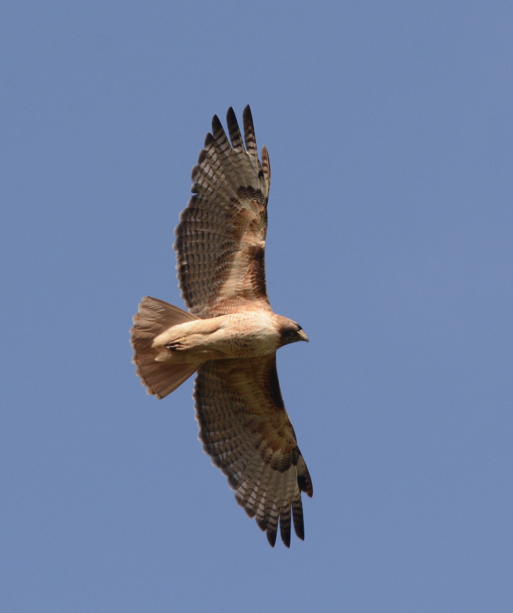 Red-tailed Hawk - ML617987041