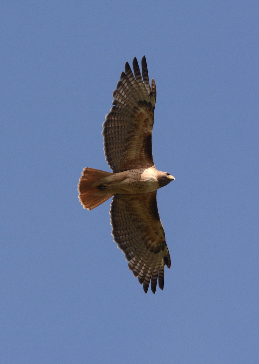 Red-tailed Hawk - ML617987042