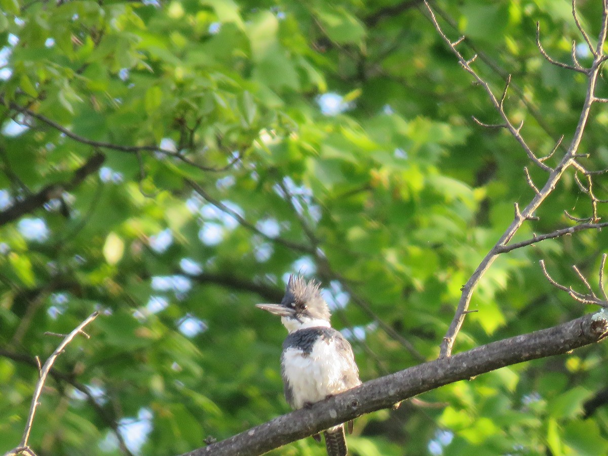 Belted Kingfisher - ML617987043