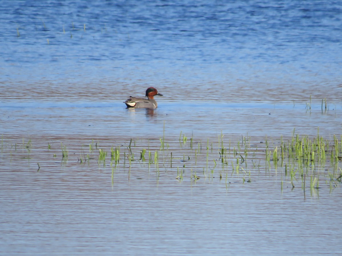 Green-winged Teal - ML617987049