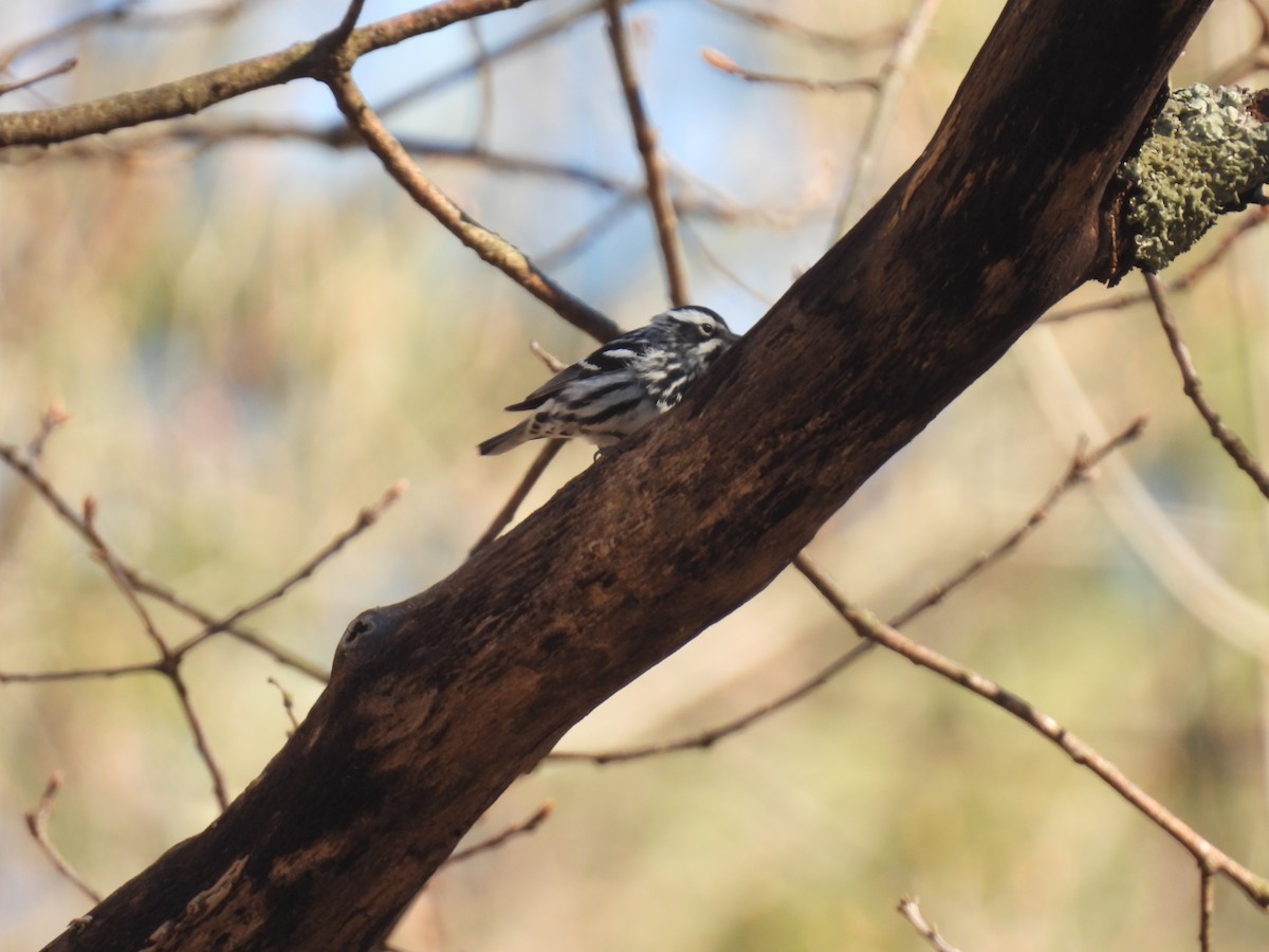 Black-and-white Warbler - ML617987065