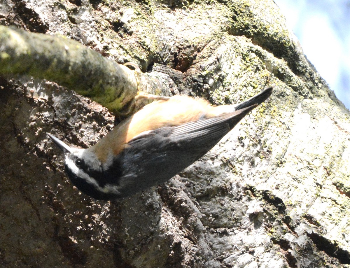Red-breasted Nuthatch - ML617987069