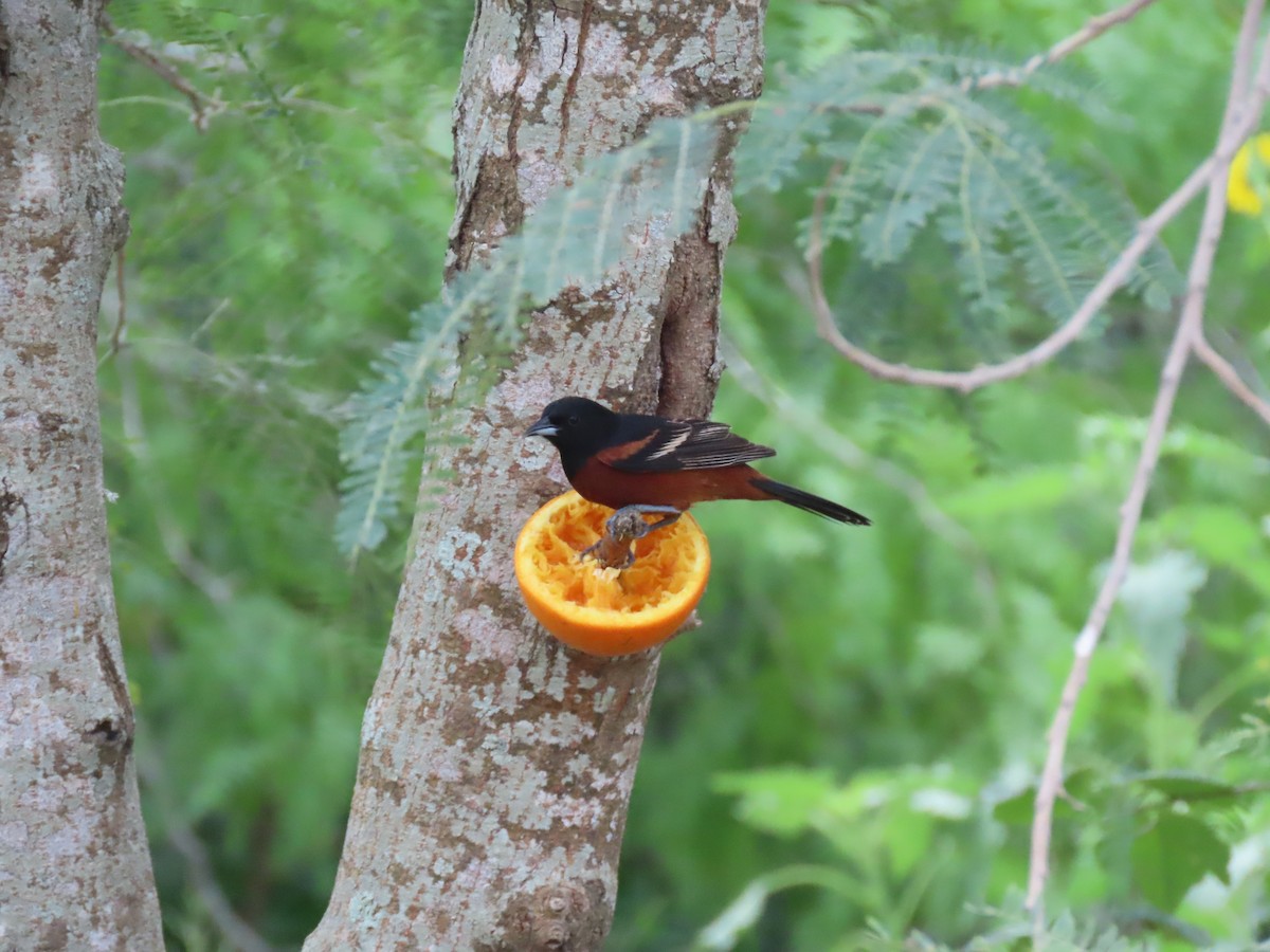 Orchard Oriole - ML617987125