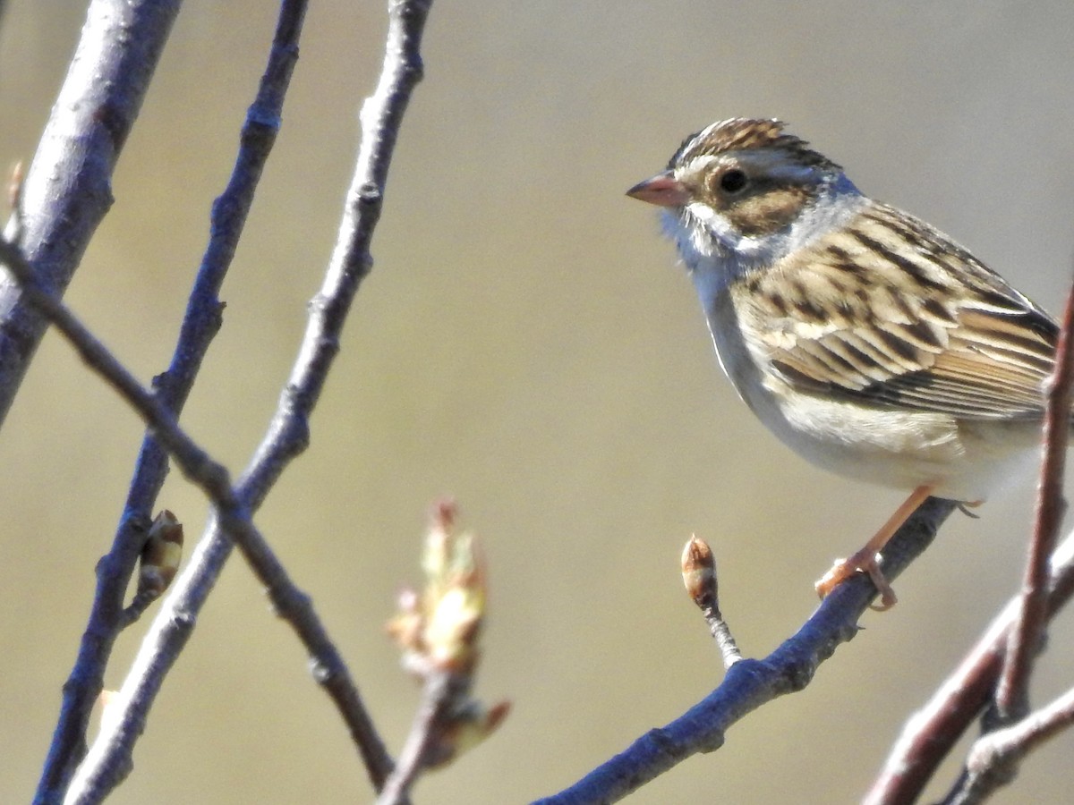 Clay-colored Sparrow - ML617987180
