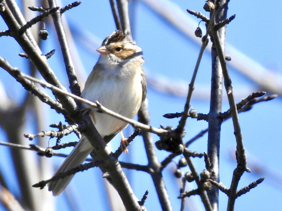Clay-colored Sparrow - ML617987181