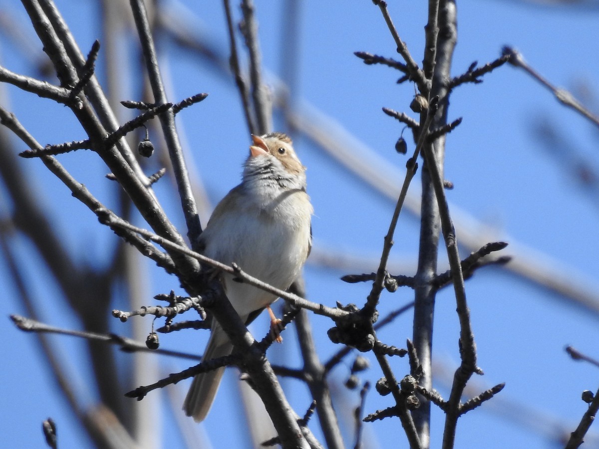 Clay-colored Sparrow - ML617987182