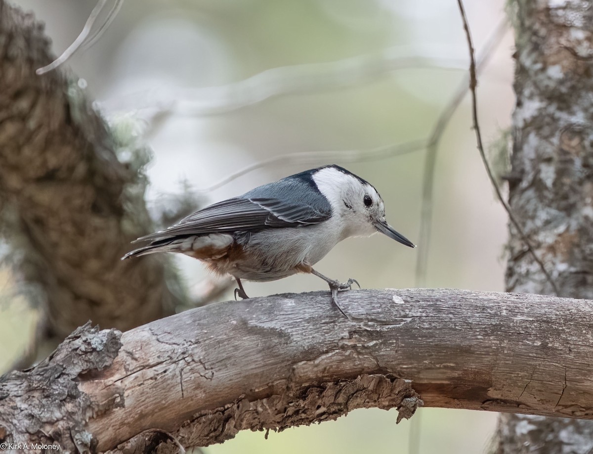 White-breasted Nuthatch - ML617987188