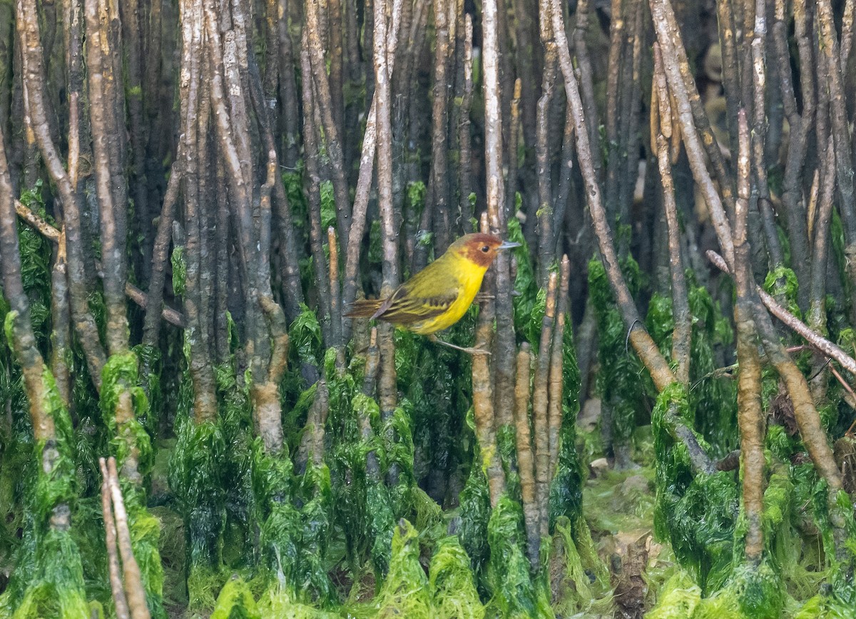 Yellow Warbler (Mangrove) - ML617987200