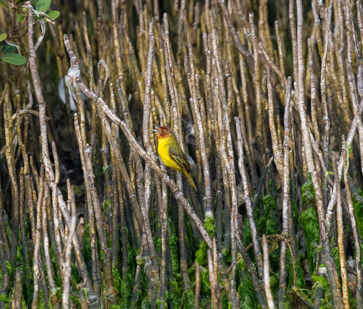 Yellow Warbler (Mangrove) - ML617987201