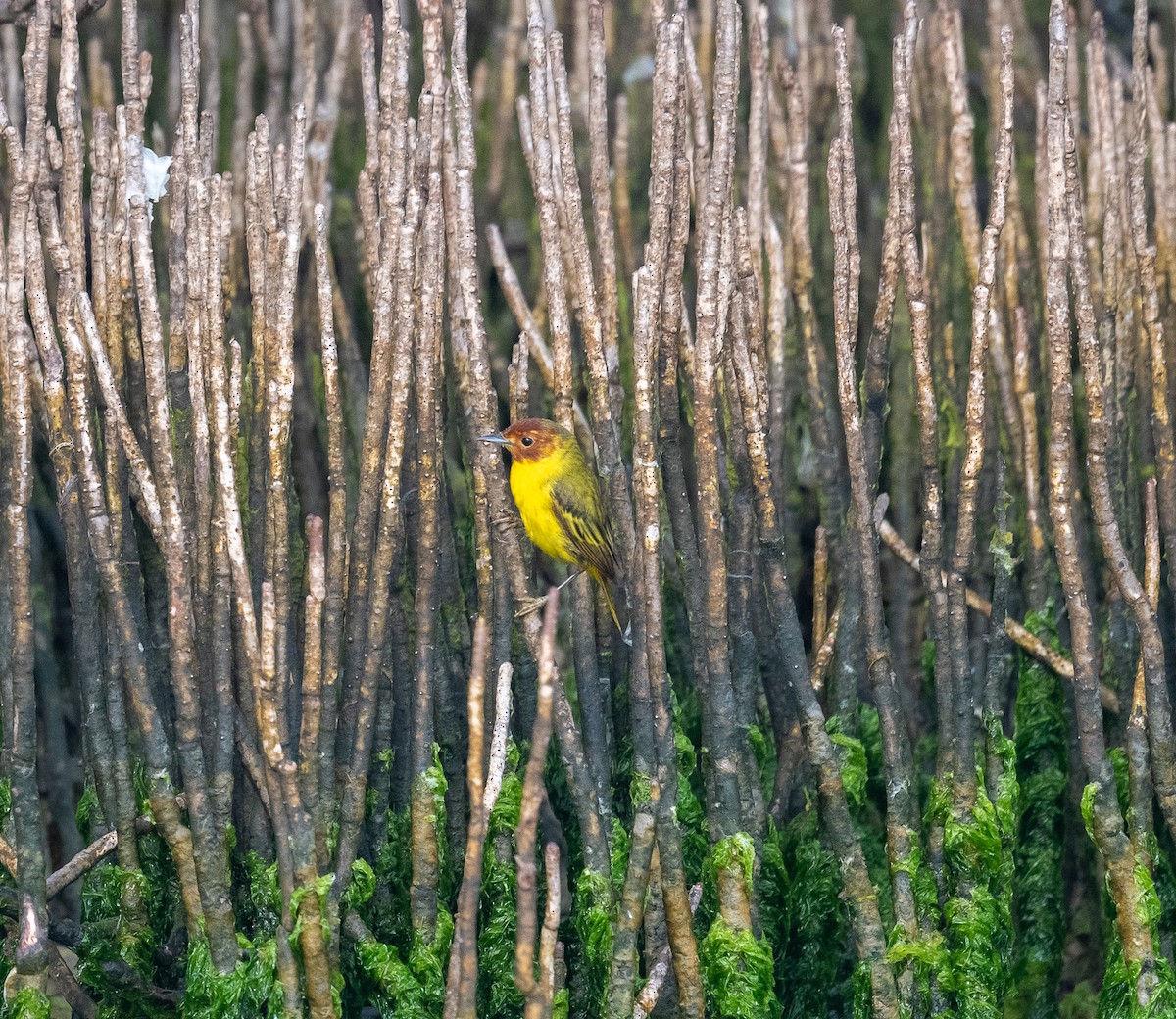 Yellow Warbler (Mangrove) - Erik Ostrander