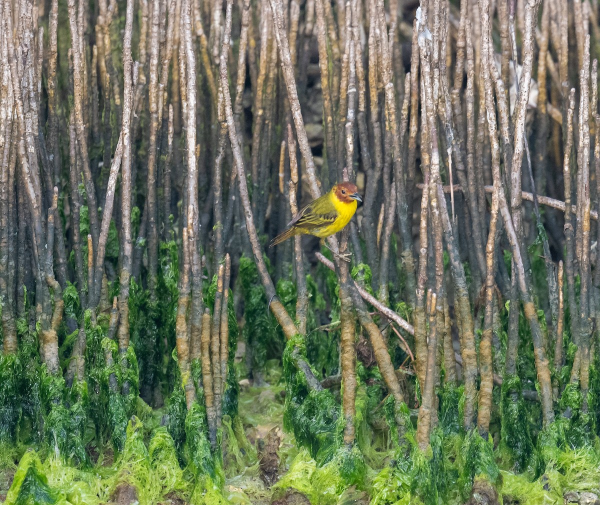 Yellow Warbler (Mangrove) - Erik Ostrander